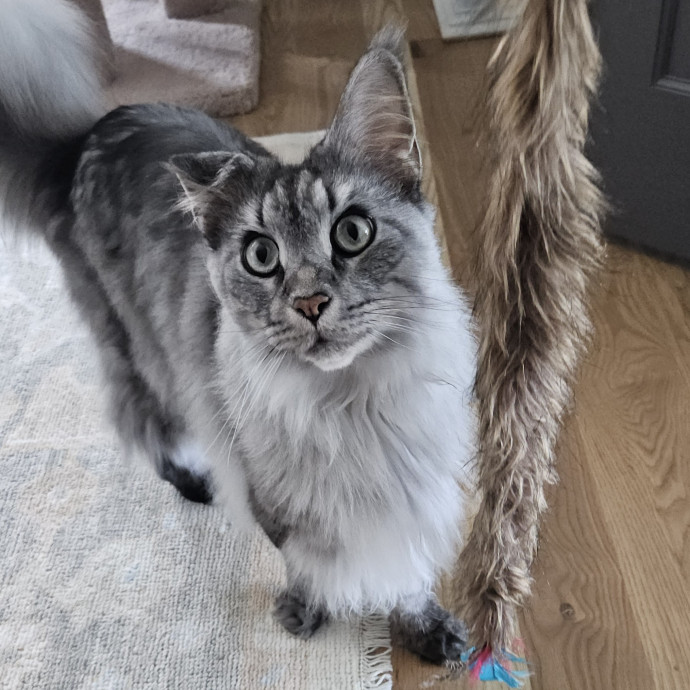 Blue Ribbon Cat Sitter Of Queen City