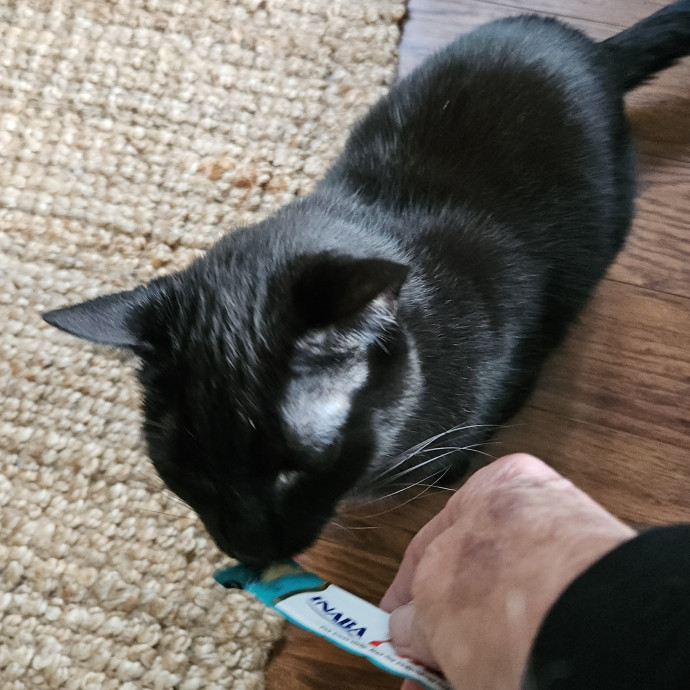 Blue Ribbon Cat Sitter Of Queen City