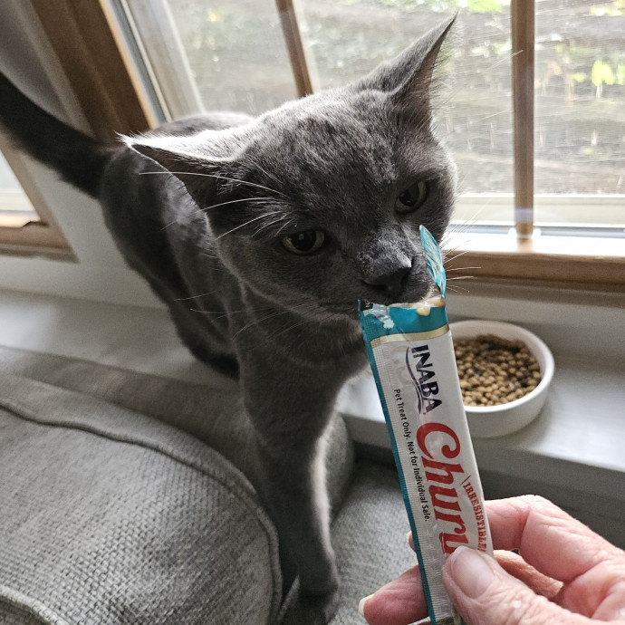 Blue Ribbon Cat Sitter Of Queen City