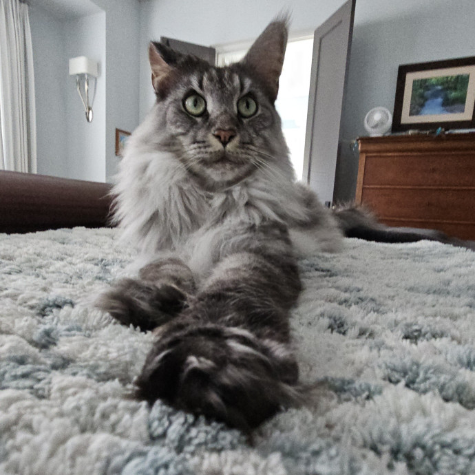 Blue Ribbon Cat Sitter Of Queen City