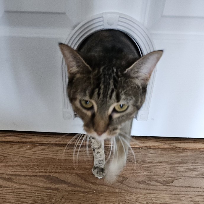 Blue Ribbon Cat Sitter Of Queen City