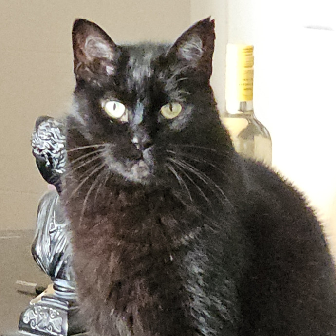 Blue Ribbon Cat Sitter Of Queen City