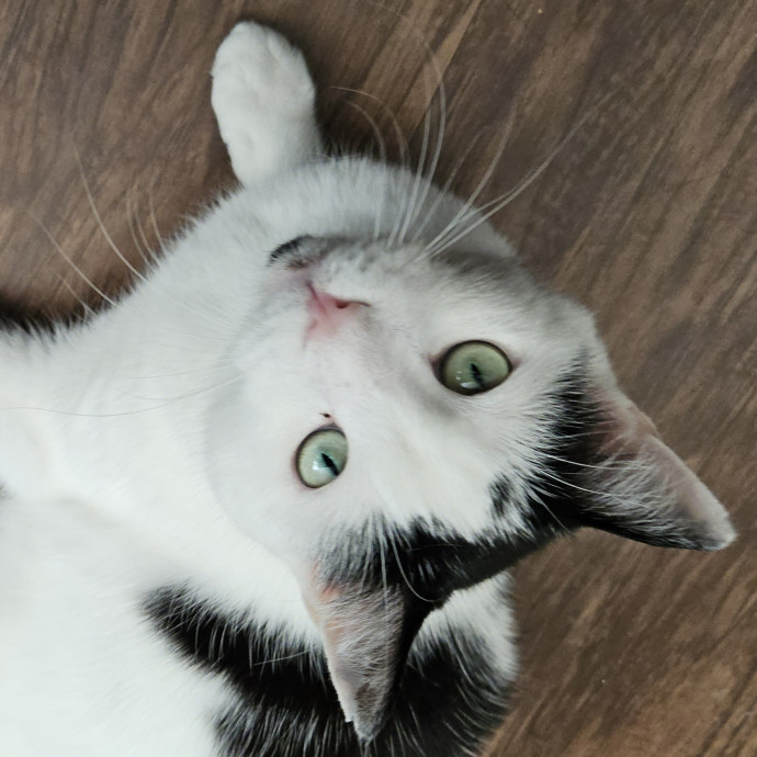 Blue Ribbon Cat Sitter Of Queen City