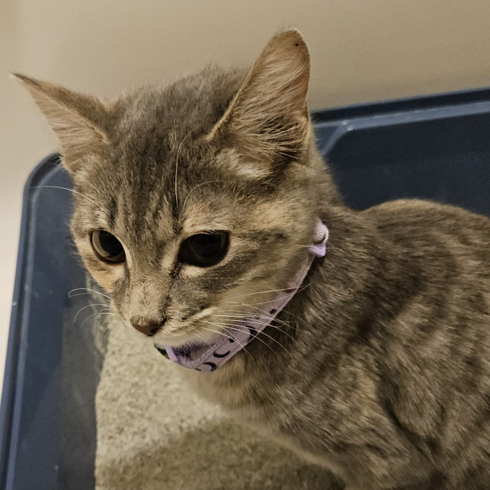 Blue Ribbon Cat Sitter Of Queen City