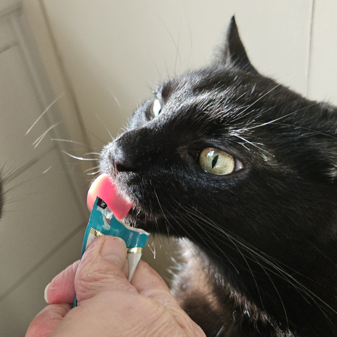 Blue Ribbon Cat Sitter Of Queen City