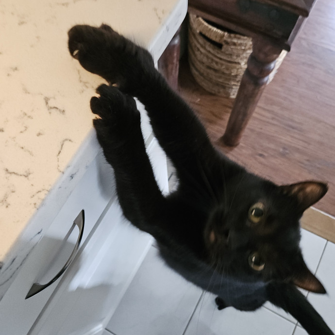Blue Ribbon Cat Sitter Of Queen City