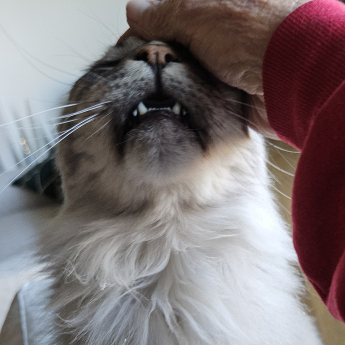 Blue Ribbon Cat Sitter Of Queen City