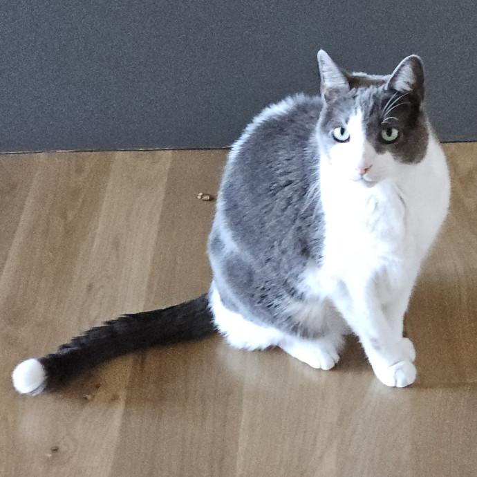 Blue Ribbon Cat Sitter Of Queen City