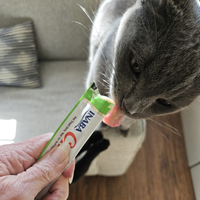 Blue Ribbon Cat Sitter Of Queen City