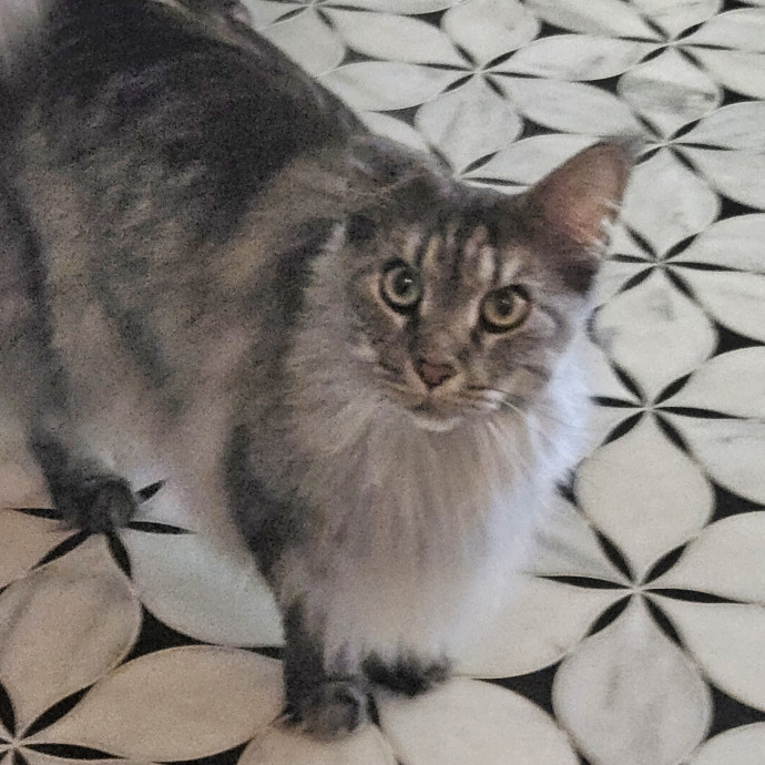 Blue Ribbon Cat Sitter Of Queen City