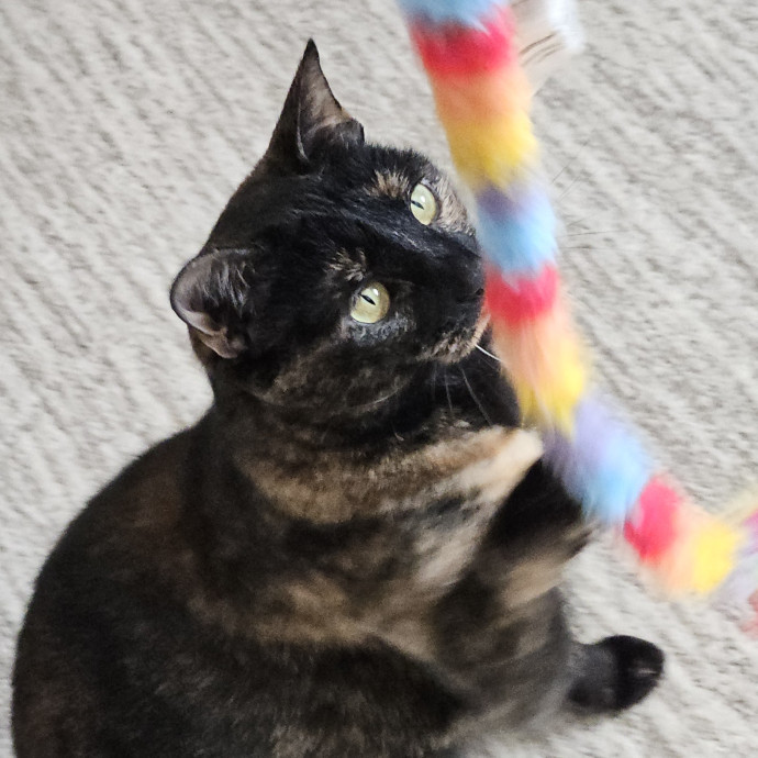 Blue Ribbon Cat Sitter Of Queen City