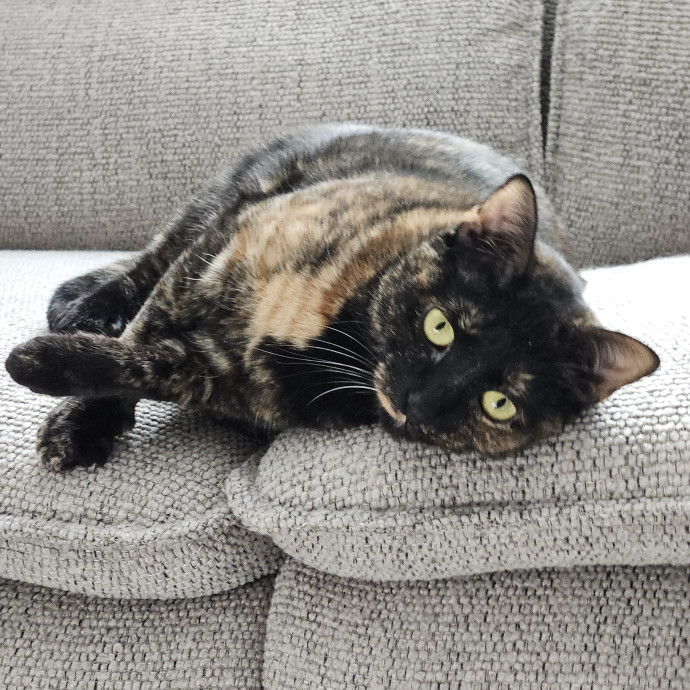 Blue Ribbon Cat Sitter Of Queen City