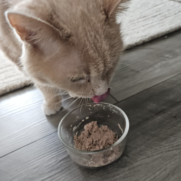 Blue Ribbon Cat Sitter Of Queen City