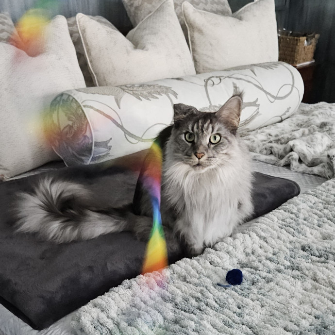 Blue Ribbon Cat Sitter Of Queen City