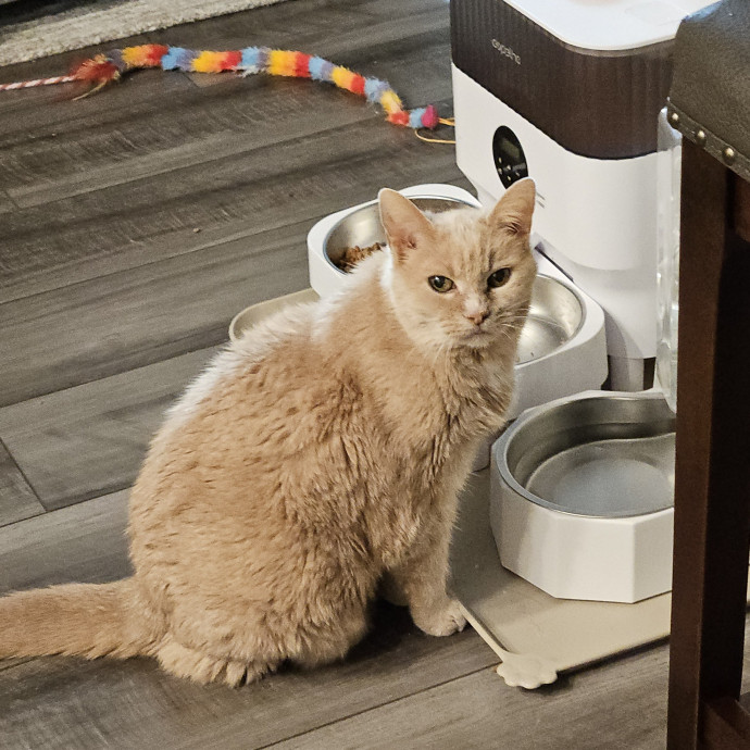 Blue Ribbon Cat Sitter Of Queen City