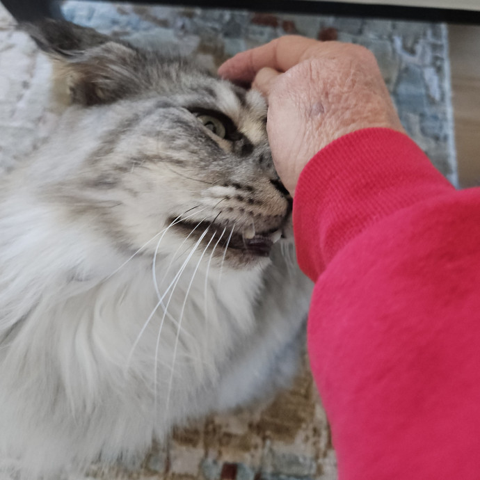 Blue Ribbon Cat Sitter Of Queen City