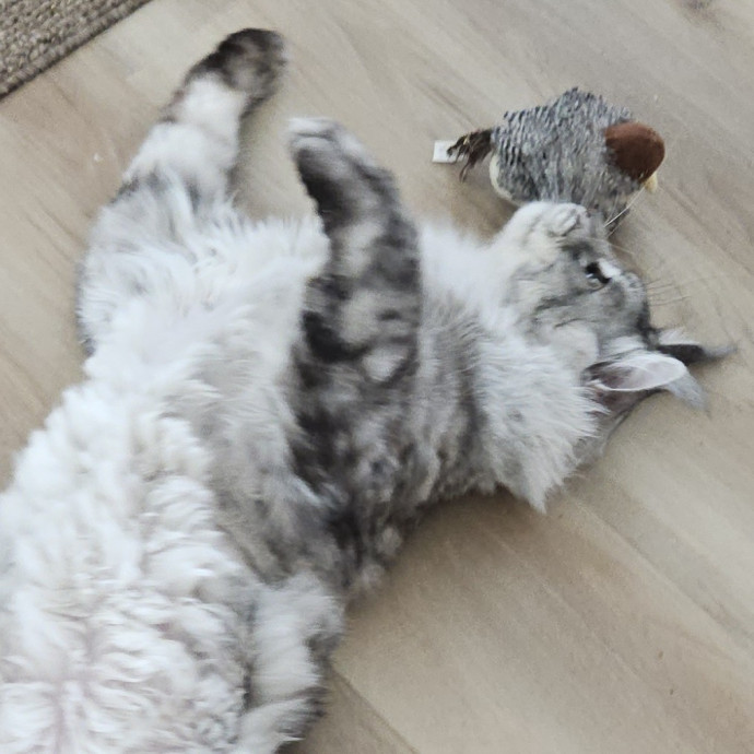 Blue Ribbon Cat Sitter Of Queen City