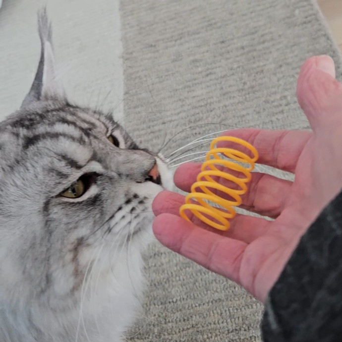 Blue Ribbon Cat Sitter Of Queen City