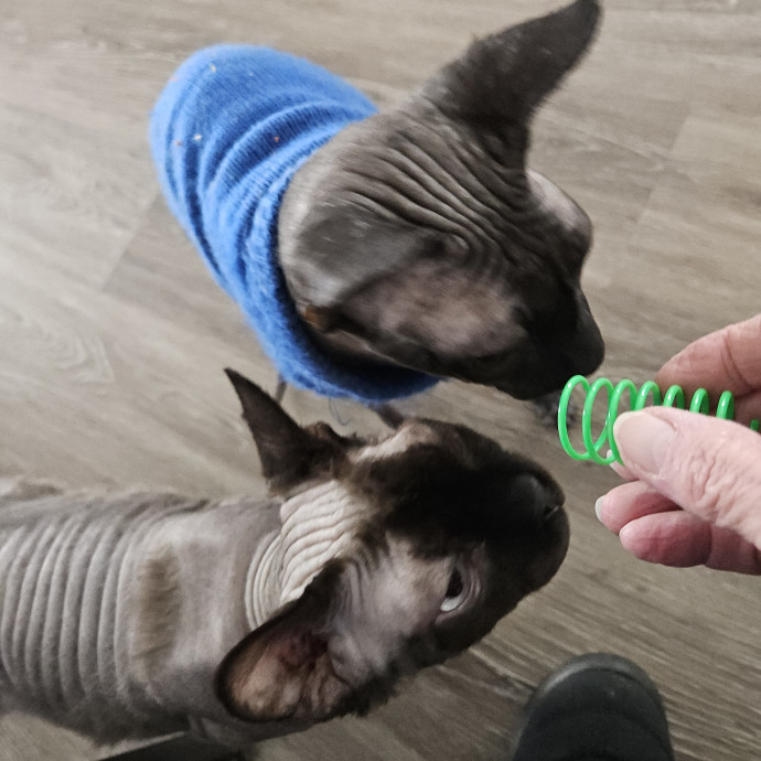 Blue Ribbon Cat Sitter Of Queen City