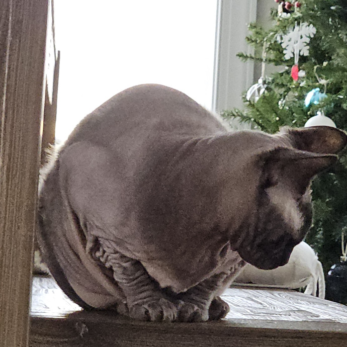 Blue Ribbon Cat Sitter Of Queen City