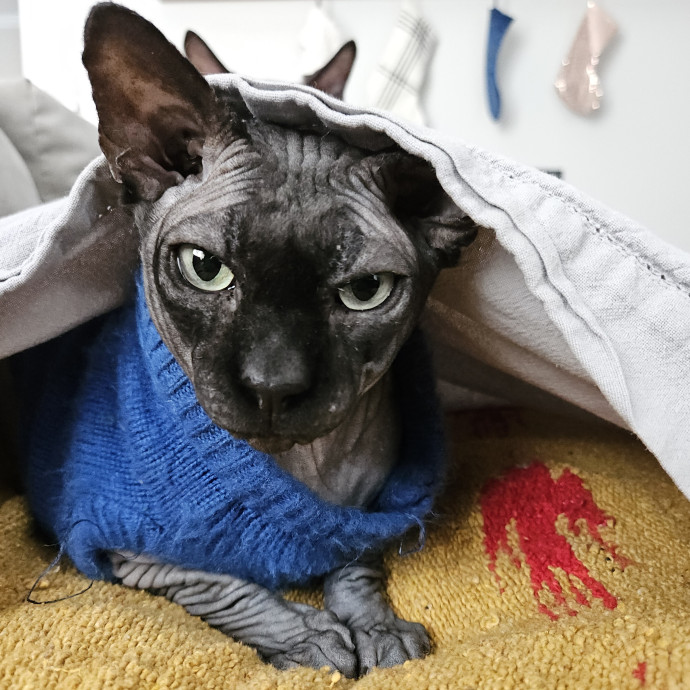 Blue Ribbon Cat Sitter Of Queen City