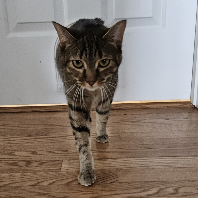 Blue Ribbon Cat Sitter Of Queen City