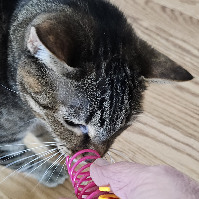 Blue Ribbon Cat Sitter Of Queen City