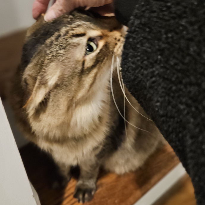 Blue Ribbon Cat Sitter Of Queen City