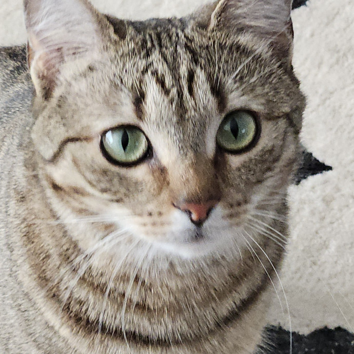 Blue Ribbon Cat Sitter Of Queen City