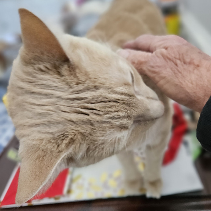 Blue Ribbon Cat Sitter Of Queen City