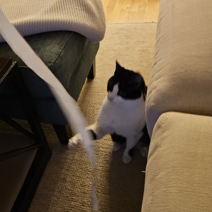 Blue Ribbon Cat Sitter Of Queen City
