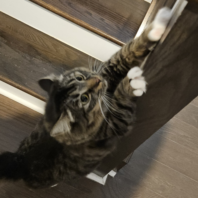 Blue Ribbon Cat Sitter Of Queen City