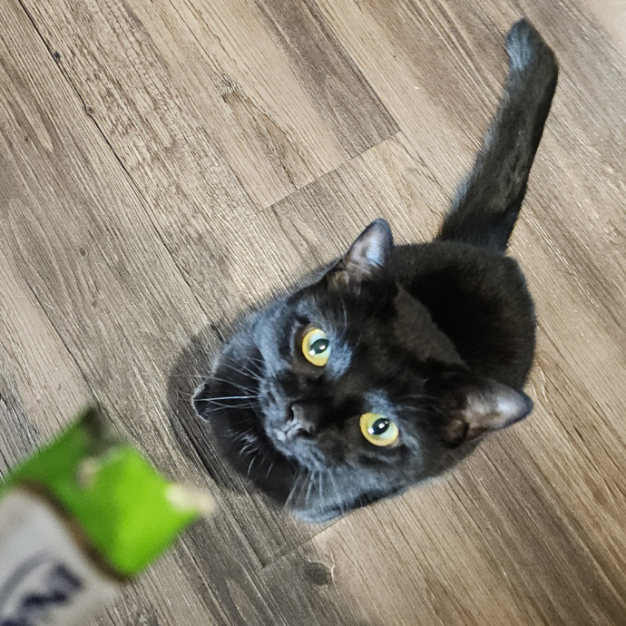 Blue Ribbon Cat Sitter Of Queen City