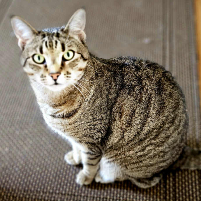 Blue Ribbon Cat Sitter Of Queen City
