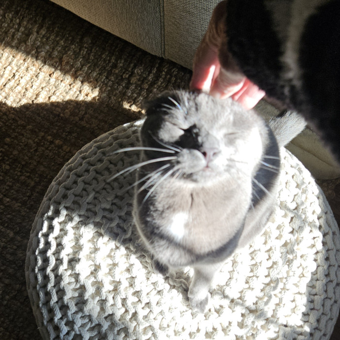 Blue Ribbon Cat Sitter Of Queen City