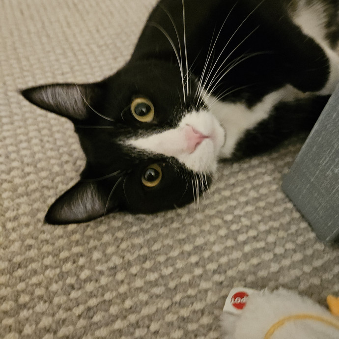 Blue Ribbon Cat Sitter Of Queen City