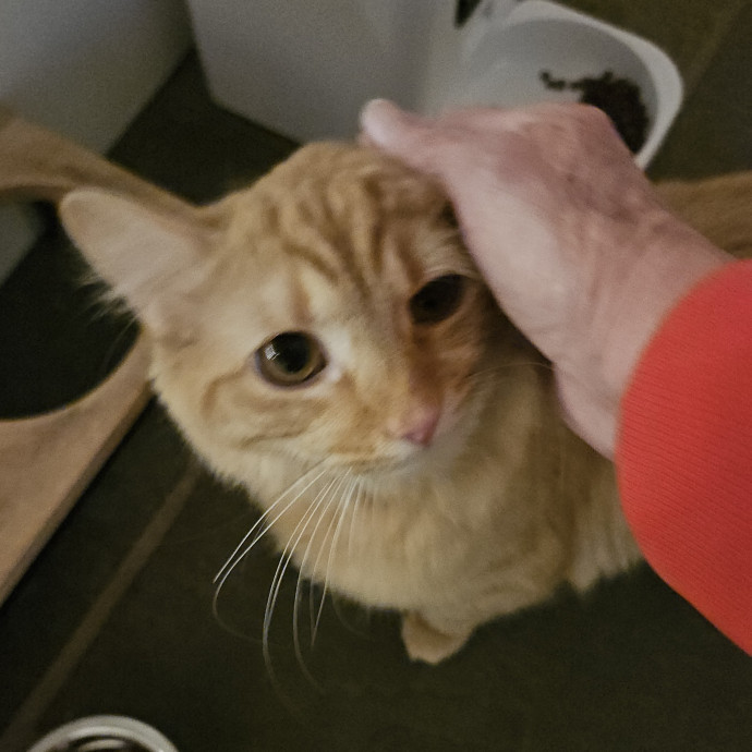 Blue Ribbon Cat Sitter Of Queen City