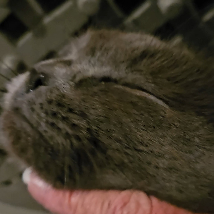 Blue Ribbon Cat Sitter Of Queen City