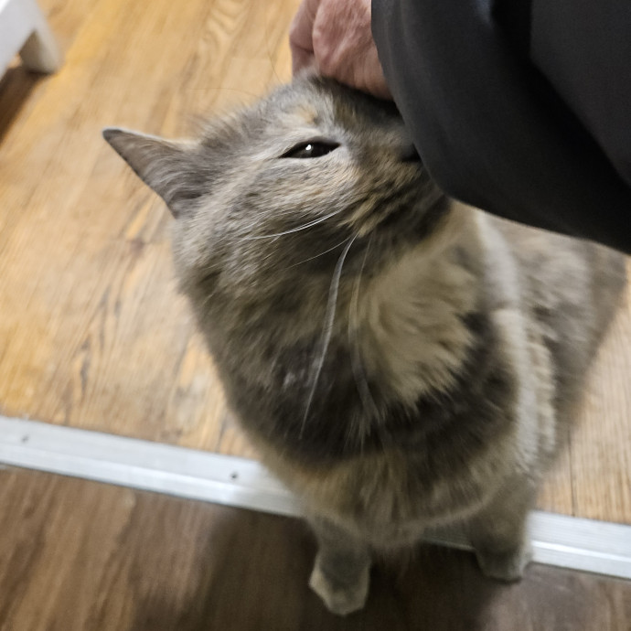 Blue Ribbon Cat Sitter Of Queen City