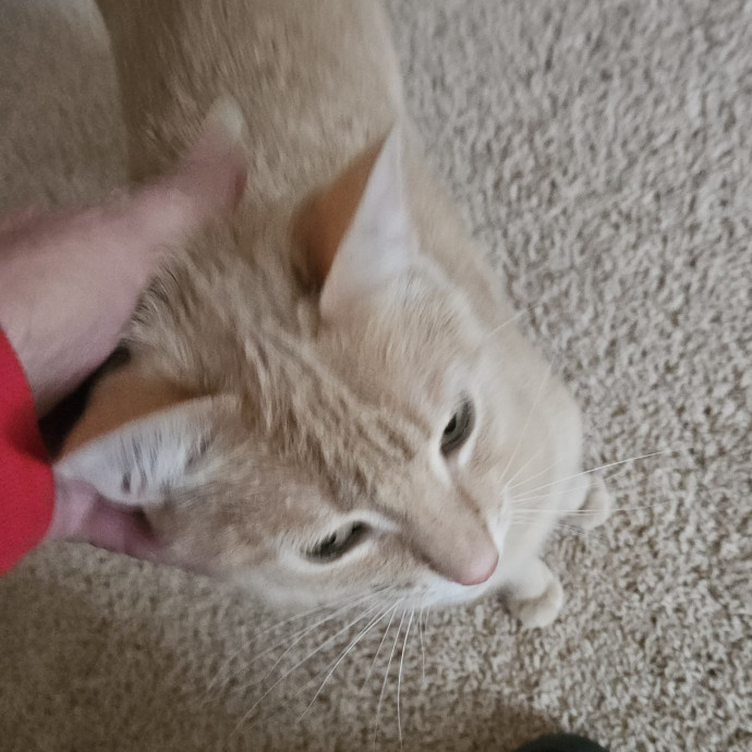 Blue Ribbon Cat Sitter Of Queen City
