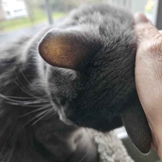 Blue Ribbon Cat Sitter Of Queen City