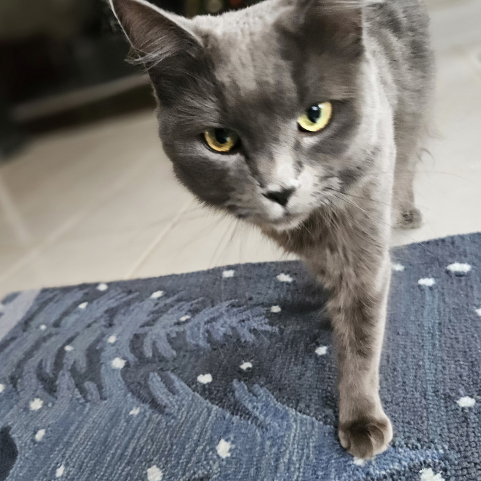 Blue Ribbon Cat Sitter Of Queen City