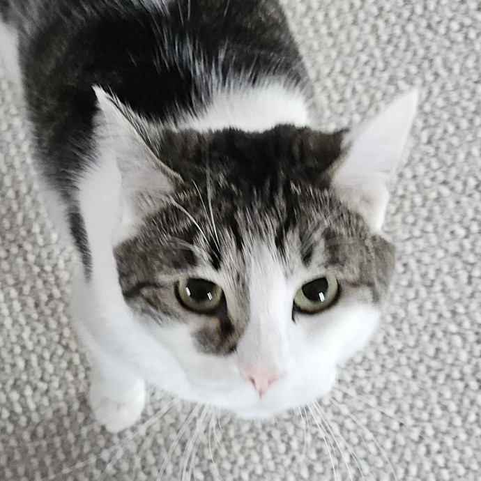 Blue Ribbon Cat Sitter Of Queen City