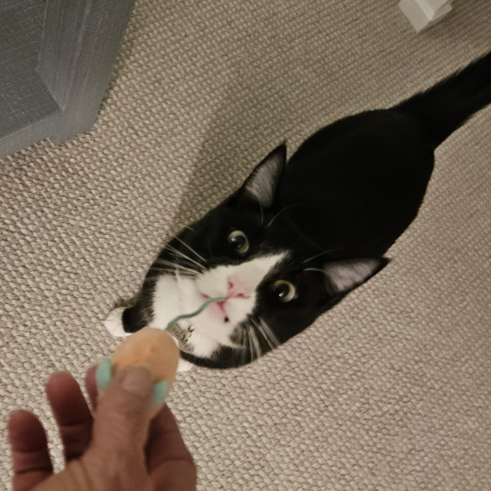 Blue Ribbon Cat Sitter Of Queen City