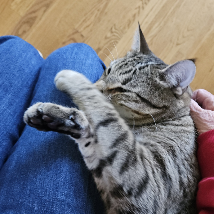 Blue Ribbon Cat Sitter Of Queen City