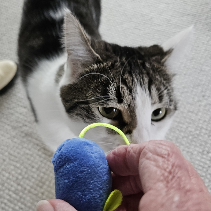 Blue Ribbon Cat Sitter Of Queen City