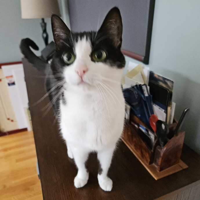 Blue Ribbon Cat Sitter Of Queen City