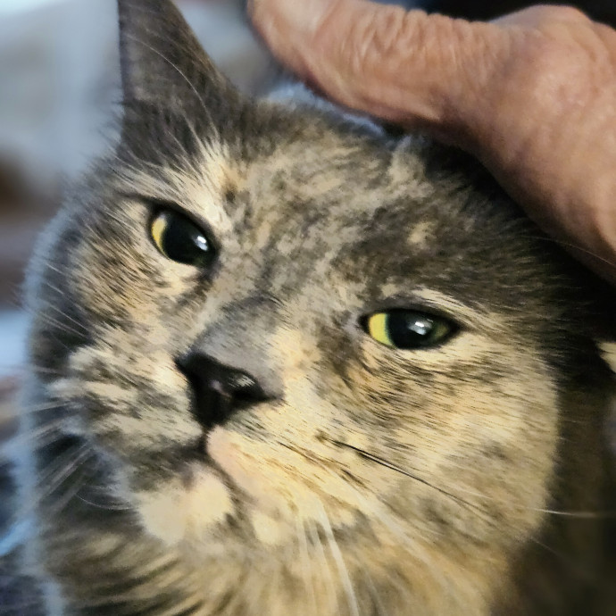 Blue Ribbon Cat Sitter Of Queen City