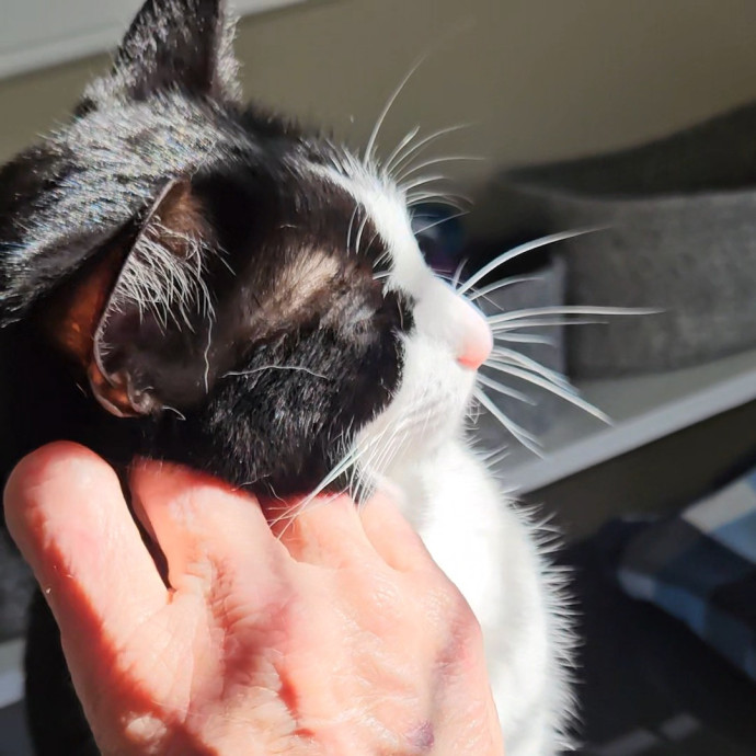 Blue Ribbon Cat Sitter Of Queen City
