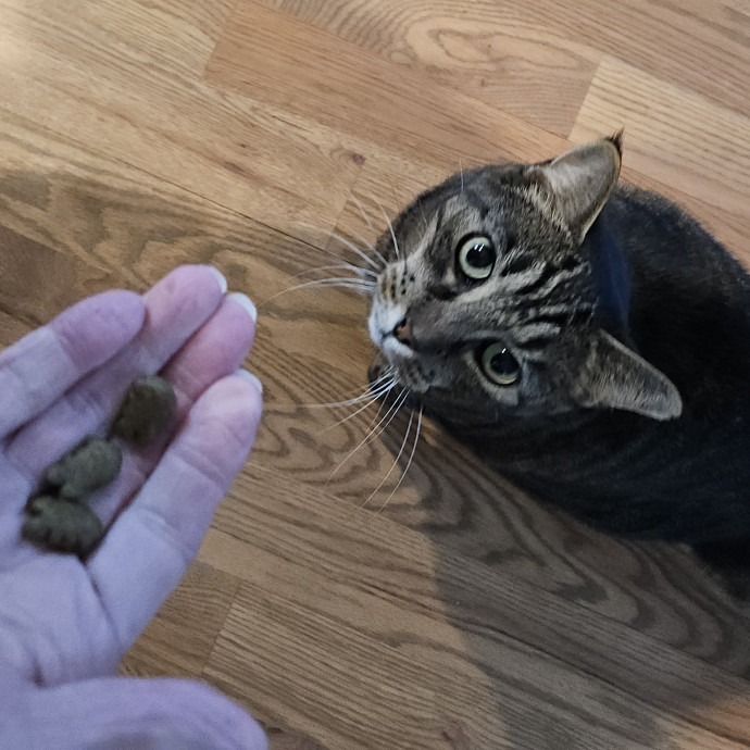 Blue Ribbon Cat Sitter Of Queen City